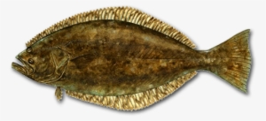 California Halibut - California Halibut Fish