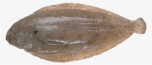 Gray Sole Glyptocephalus Cynoglossus - Sole Fish
