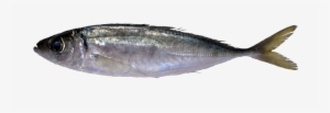 Mediterranean Horse Mackerel - Atlantic Horse Mackerel