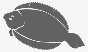 Repeat With Other 3 Fillets - Sole