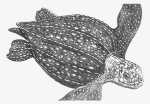 Clip Art Library Drawing Turtle Leatherback - Leatherback Sea Turtle Png