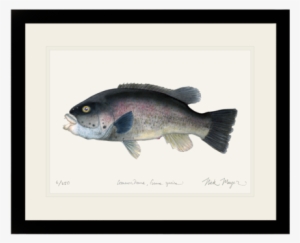 Tautog - Underwater Diving