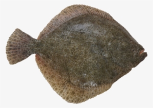 Turbot - Sole