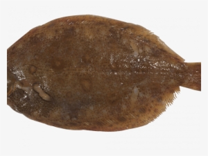 Mendo Limon Read More - Lemon Sole