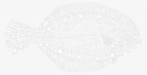 Plaice - Sole