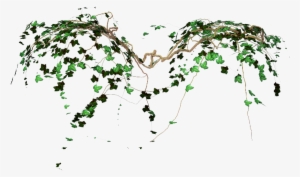 Photo Vines By R08r17-d4rwbe9 - Plant Png