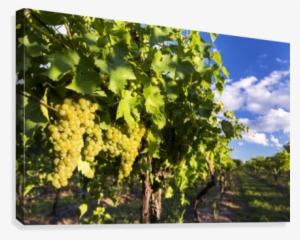 Rows Of Grape Vines With White Grapes Highlighted By