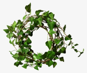 Ivy Round 1 By Black B O X - Ivy Round Png