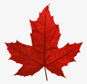 Canada Leaf Png - Canadian Maple Leaf Transparent
