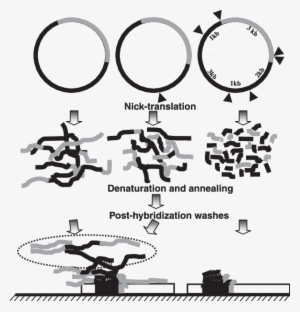 Svg Freeuse Library Schematic Diagram Of The Probe - Calligraphy