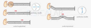 Descripción De Ondas Longitudinales Y Transversales - Tipos De Onda Longitudinal Transversal Y Electromagnetica