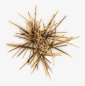 24 Mar 2009 - Pond Pine