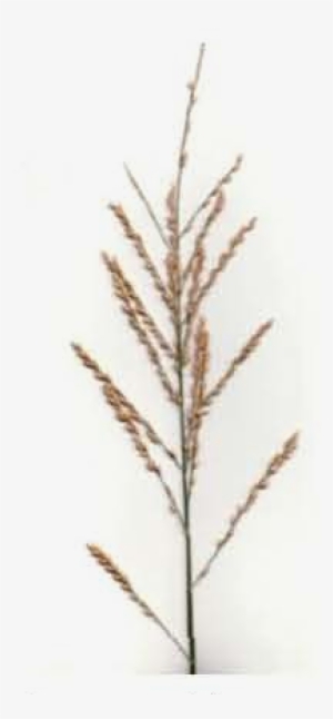 Open Panicle - Open