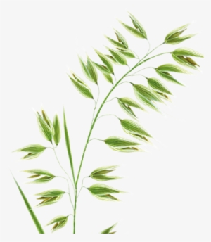 0% White Residue, 100% Life Changing - Klorane Dry Shampoo With Oat Milk