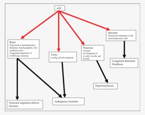 The Arx Roles In Embryogenesis And Phenotypes - Semantic Scholar