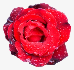 Rose, Flower, Petal, Love, Wedding, Romance, Bouquet - Flower