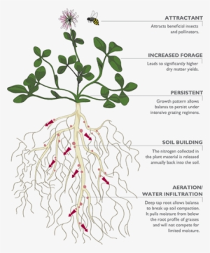 Balansa Clover - Fire Lily