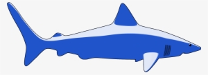 Requiem Sharks Great White Shark Fish Animal - Shark