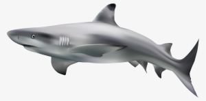 Drawing Shark Real - Transparent Background Shark Clipart