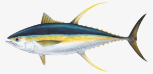 Ahi Tuna Png Pic - Fish To Eat