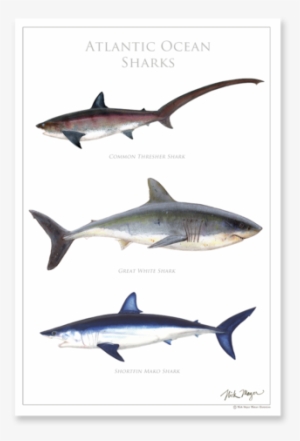 Posters - Atlantic Sharks