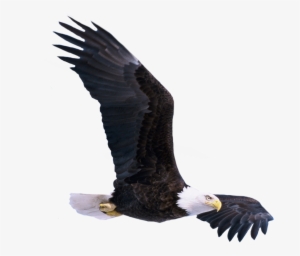 Bald Eagle Png Photo