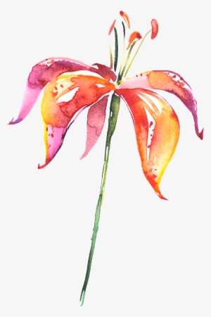 Fennel Drawing Watercolor