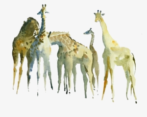 Northern Giraffe Watercolor Painting Drawing - Northern Giraffe