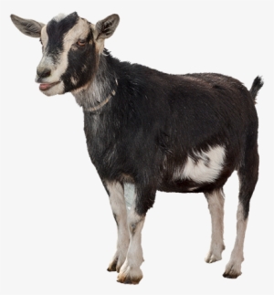 Funny Goat Png Clipart Freeuse Library - Goat Png