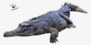 Crocodile, Gator Png - Crocodile Png Transparent