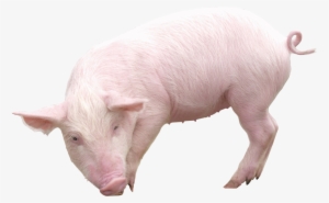 Pig From Sideview Png Image - Pig Png