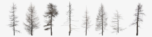 Tree Collection Dead 2k 0 - Dead Forest Tree Png