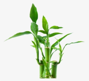 Bamboo Png - Avon Luck Limitless For Him