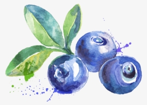 Blueberry Watercolor