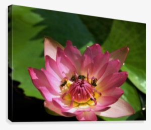 Lotus And Bees Canvas Print