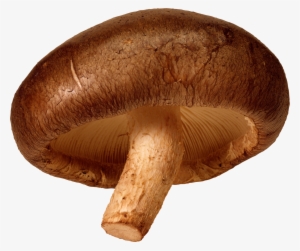 Mushroom Png Image - Transparent Background Mushroom Clipart