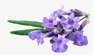 1521890174388 - Earth Rated Lavender-scented Poop Bag Single