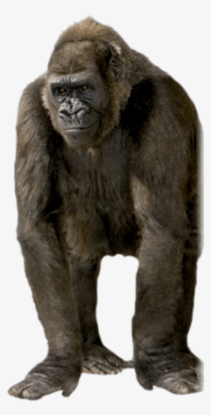 Free Png Gorilla Png Images Transparent - Gorilla Transparent Background