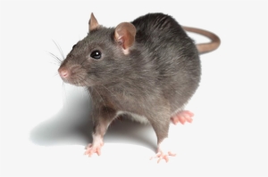 Rat Transparent Images