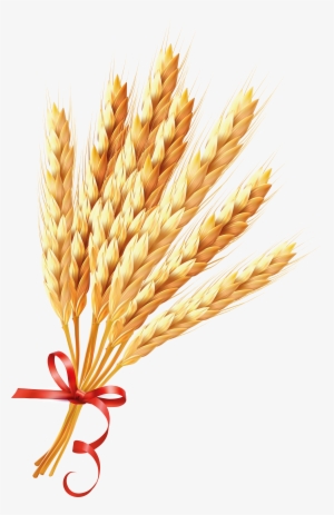 Зерно Клипарт