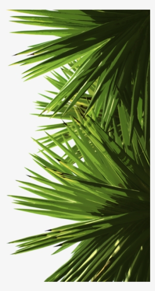 Green Palm Leaves, Green, Palm, Leaf Png And Psd - Portable Network Graphics