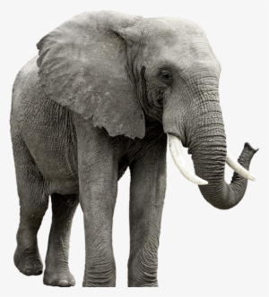Elephant Png - Elephant Transparent