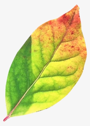 Green Autumn Leaves Png