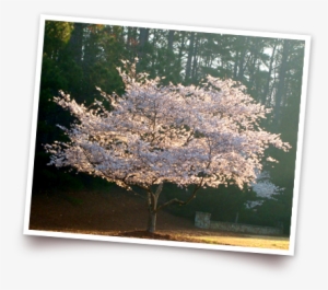 In Japan, The Flowering Cherry Tree, Or “sakura,” Is - Prunus Subhirtella Autumnalis Rosea Tree