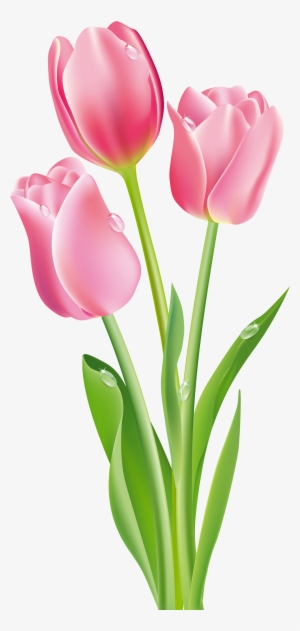 Pink Tulips Png Clipart Image - Pink Tulips Clip Art