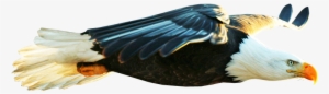 Bald Eagle Transparent Background
