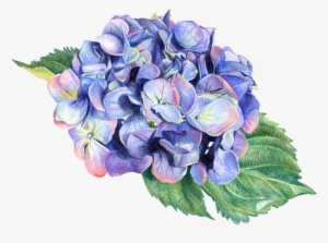 Botanical Illustration - Botanical Illustration Transparent