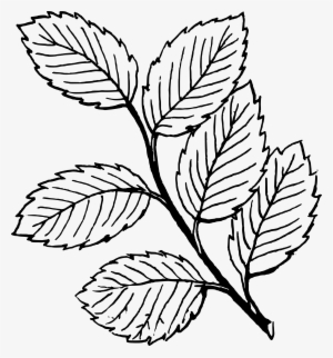 Black And White Leaves Clipart - Colouring Page Of Leaves