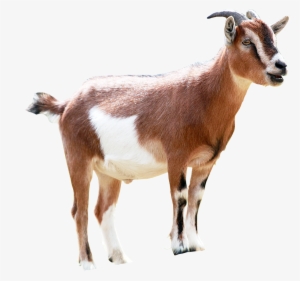 Milking Animal Sales Transprent - Ethiopian Goat