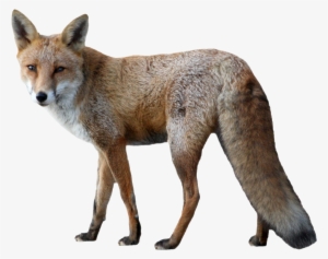 Fox Png Image - Fox Png